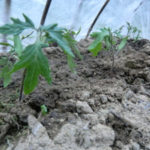 トマトの生育、、、