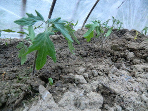 トマトの生育、、、