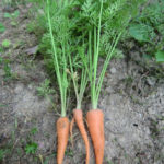 セクシーニンジン、、、、