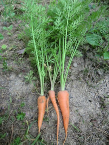 セクシーニンジン、、、、