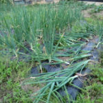 タマネギバタバタ、、、、