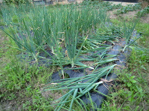 タマネギバタバタ、、、、