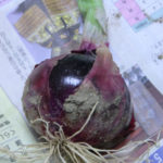 赤タマネギの、、、、、