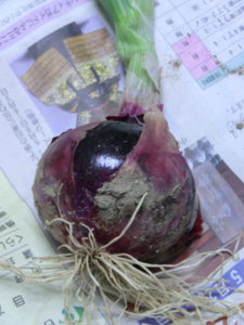 赤タマネギの、、、、、