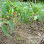 トマトの支柱、、、、