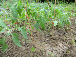 トマトの支柱、、、、