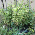 ソラマメがぁ、、、、、