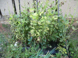 ソラマメがぁ、、、、、