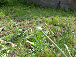 タマネギ坊主？のオキテ、、、、、