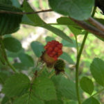 自然栽培の（野）イチゴ、、、、、