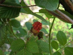 自然栽培の（野）イチゴ、、、、、