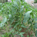 トマトの成長ぶり、、、、、