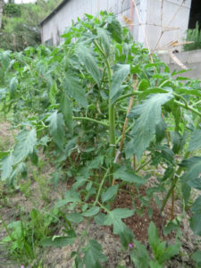 トマトの成長ぶり、、、、、