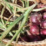 赤いラッキョウか、、、、、