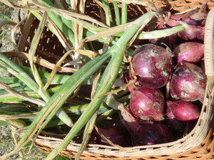 赤いラッキョウか、、、、、