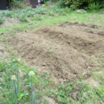 タマネギのあとは、、、、、