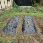 サツマイモの苗、、、、、