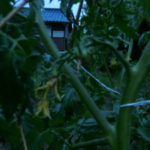 ピンボケのトマト、、、、、