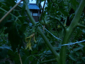 ピンボケのトマト、、、、、