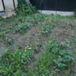 ジャガイモは、、、、？