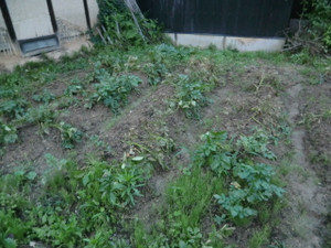 ジャガイモは、、、、？