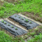 雨、雨、雨、雨、、、、、、