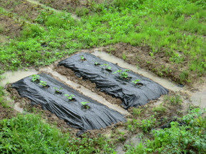 雨、雨、雨、雨、、、、、、