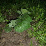 カボチャの苗が、、、、、