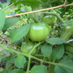 トマトの生育、、、