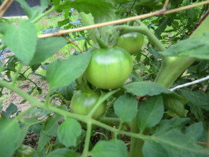 トマトの生育、、、