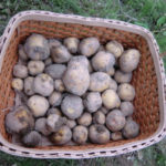 プチじゃがいも、、、、