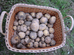 プチじゃがいも、、、、