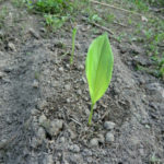 ウコンの苗植え、、、、