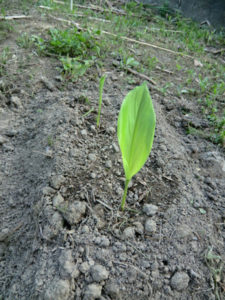 ウコンの苗植え、、、、