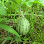 スイカの途中、、、、