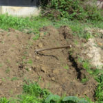 ジャガイモの結果、、、、