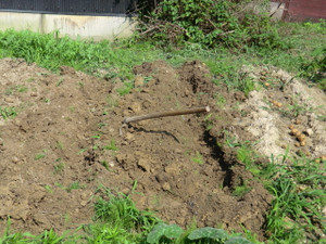 ジャガイモの結果、、、、