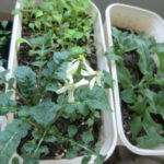 ルッコラの花、、、、