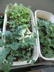 ルッコラの花、、、、