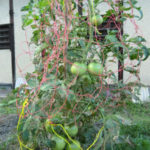 トマトとカボチャ、、、、