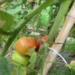 真っ赤なトマト、、、