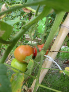 真っ赤なトマト、、、