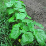 トマトは、、、