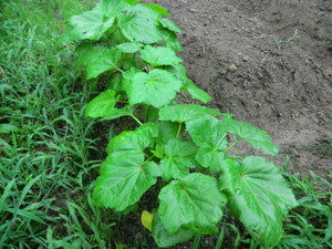 トマトは、、、