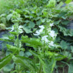 バジルの花、、、