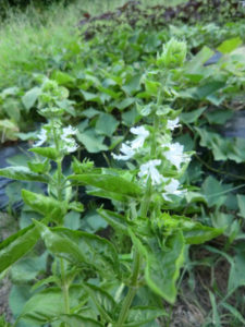 バジルの花、、、