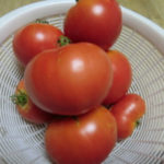 トマトは不思議、、、、