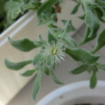 アイスプラントの花、、、