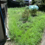 白オクラの、、、、