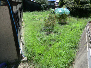 白オクラの、、、、